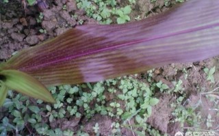 玉米出现紫红苗，对玉米后期生长有影响吗？