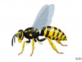 大黄蜂蜂王和大黄蜂有什么区别？