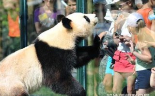世界上哪些国家拥有熊猫？