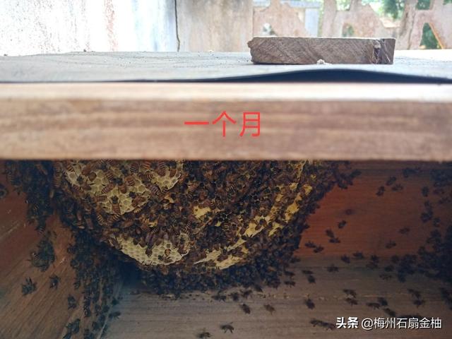 弱群蜜蜂要不要每天奖励喂养？-第3张图片