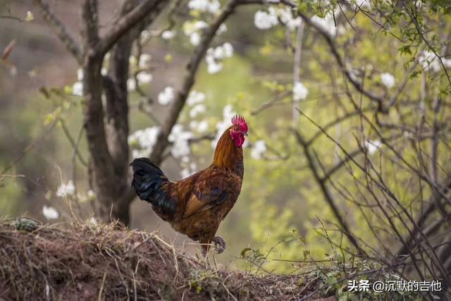 你拥有哪几部相机？-第5张图片