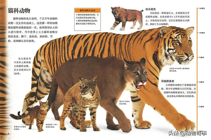 狮子和老虎为什么不吃大熊猫呢？-第6张图片