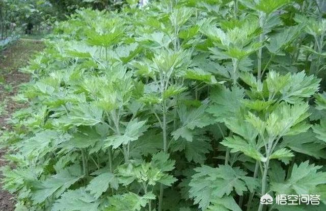 端午节插艾草，农村野外青蒿、白蒿、毛蒿和艾草傻傻分不清楚，怎么分辨出来呢？-第1张图片