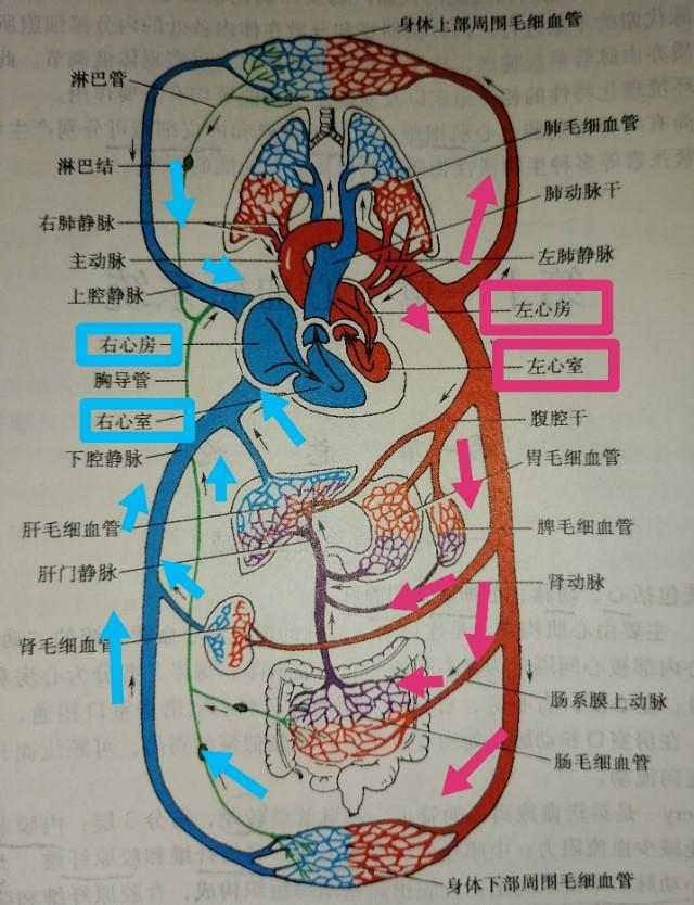 肺与心脏的解剖关系图图片