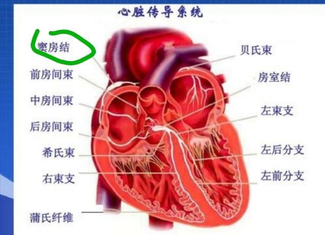 什么叫“窦性心律”？会影响身体吗？-第6张图片