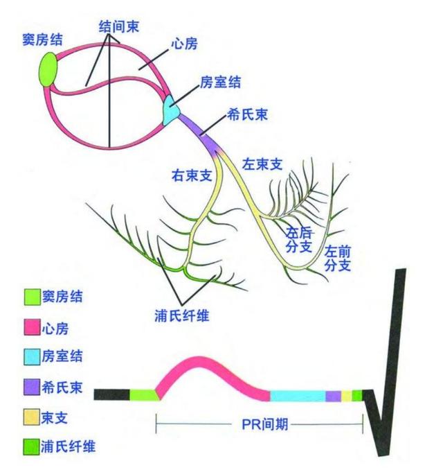 什么叫“窦性心律”？会影响身体吗？-第8张图片