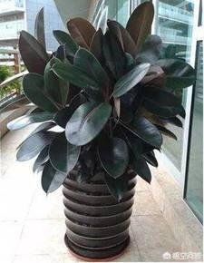 可以吸尘的植物有哪些？-第4张图片