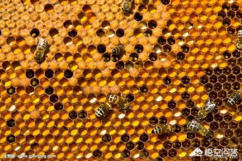 一窝蜜蜂一年能分几窝？-第1张图片
