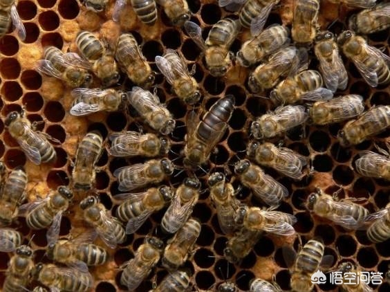 刚出房的幼蜂是黄色，老蜂是黑色的，是什么蜂种？-第1张图片