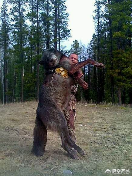 鬣狗和北美灰狼单挑，谁的胜算更大？-第2张图片