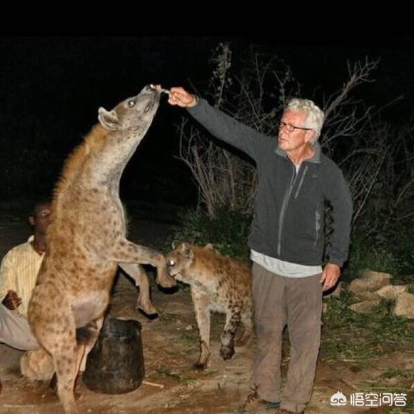 鬣狗和北美灰狼单挑，谁的胜算更大？-第1张图片