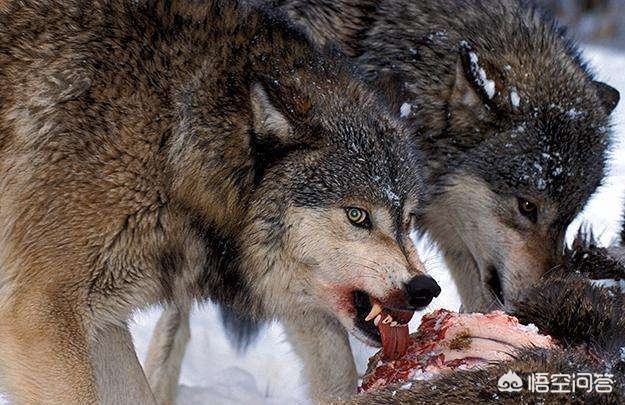 鬣狗和北美灰狼单挑，谁的胜算更大？-第5张图片