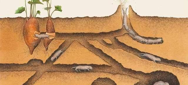 老鼠生存繁殖能力强吗，老鼠生存繁殖能力强嘛-第5张图片