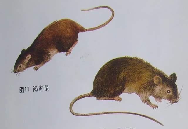 老鼠生存繁殖能力强吗，老鼠生存繁殖能力强嘛-第3张图片
