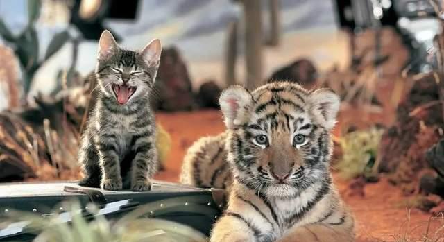 老虎不吃猫真的是因为老虎不会爬树吗为什么，老虎不吃猫真的是因为老虎不会爬树吗-第1张图片