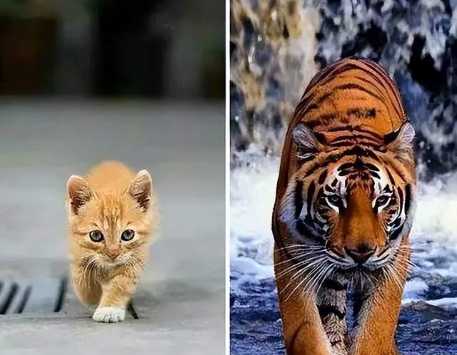 老虎不吃猫真的是因为老虎不会爬树吗为什么，老虎不吃猫真的是因为老虎不会爬树吗-第9张图片