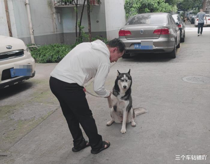 摔死宠物狗会被判刑吗，狗打架误伤人法院怎么判-第5张图片